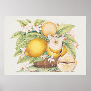 Antike botanische Illustration Poster
