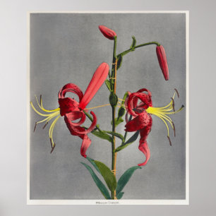 Antike botanische Illustration Poster