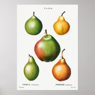 Antike botanische Illustration Poster
