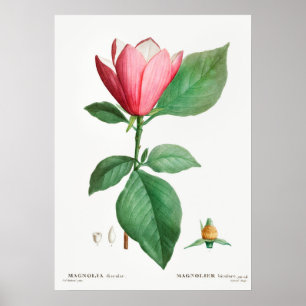 Antike botanische Illustration Poster
