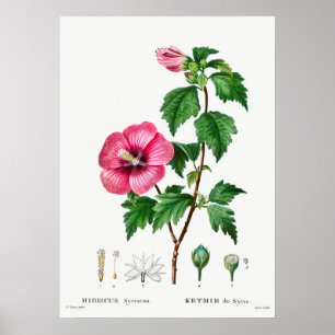 Antike botanische Illustration Poster