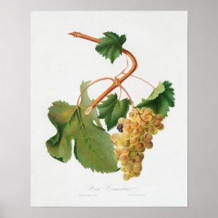 Antike botanische Illustration Poster