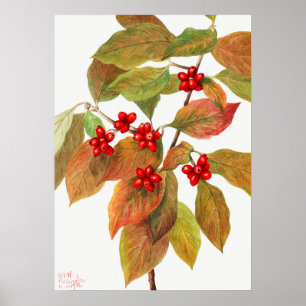 Antike botanische Illustration Poster