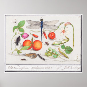 Antike botanische Illustration Poster