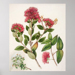 Antike botanische Illustration Poster