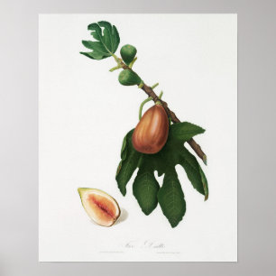Antike botanische Illustration Poster