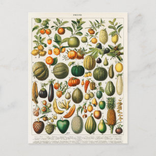 Antike botanische Illustration Postkarte