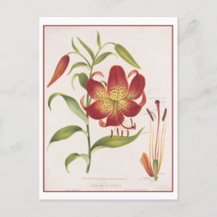 Antike botanische Illustration rote Lilie Postkart Postkarte