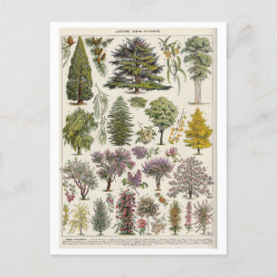 Antike botanische Illustration von Bäumen Postkarte