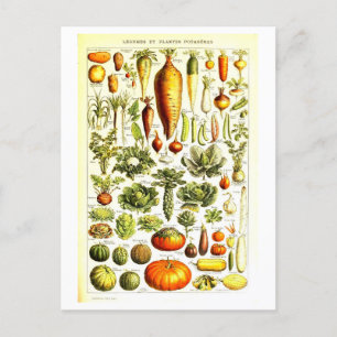 Antike botanische Illustration von Gemüse als Post Postkarte