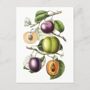 Antike botanische Illustration von Pflaumen Postkarte