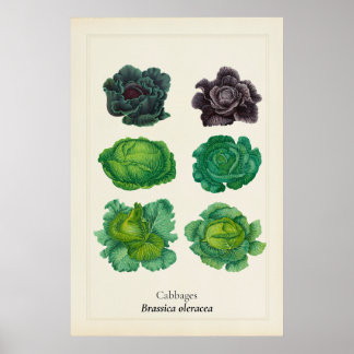 Antike botanische Kahlillustration - Wandkunst Poster