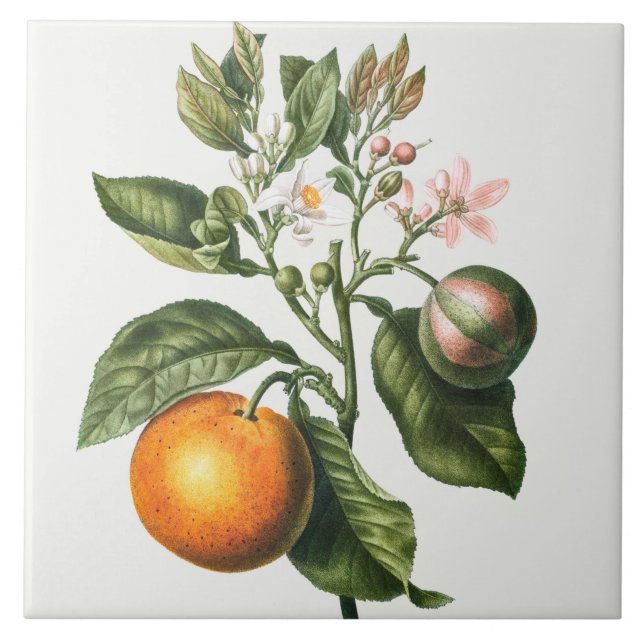 Antike botanische Keramikfliese (Vorderseite)
