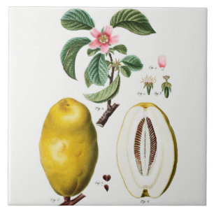 Antike botanische Keramikfliese