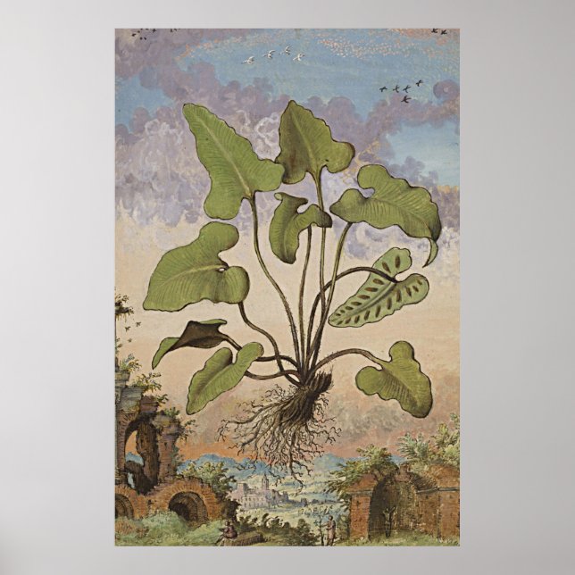 Antike botanische Kunst Hemionite Fern Poster (Vorne)