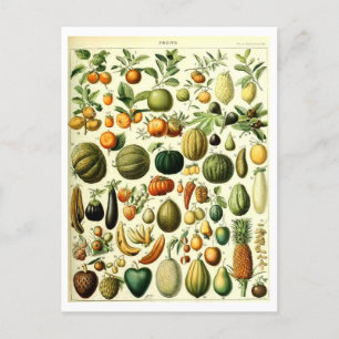Antike botanische Obst-Illustration als Postkarte