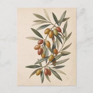 Antike botanische Olivenzweig Oliven  Postkarte