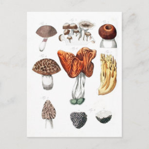 Antike Botanische Pilze Postkarte