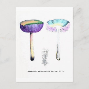Antike Botanische Pilze Postkarte