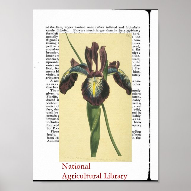 Antike botanische Printwerbung Poster (Vorne)