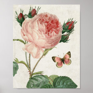 Antike botanische rosa Rose und Schmetterling Poster