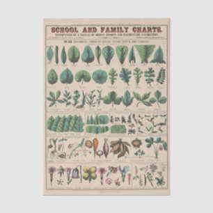 Antike botanische Schultafel Vintage Natur Seidenpapier