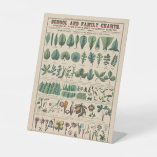 Antike botanische Schultafel Vintage Natur Sockelschild