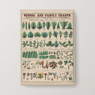 Antike botanische Schulwandtafel Vintage Natur Button