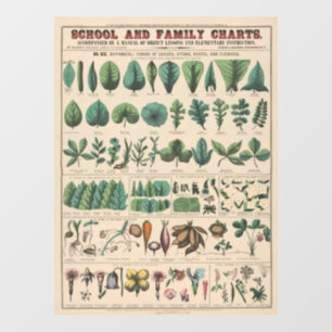 Antike botanische Schulwandtafel Vintage Natur Fensteraufkleber