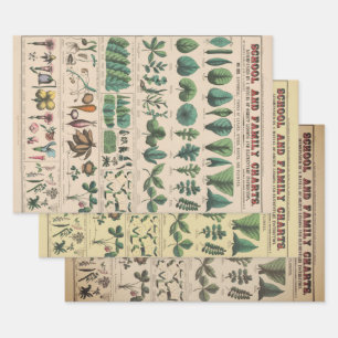 Antike botanische Schulwandtafel Vintage Natur Geschenkpapier Set