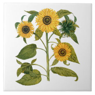 Antike botanische Sonnenblume Fliese