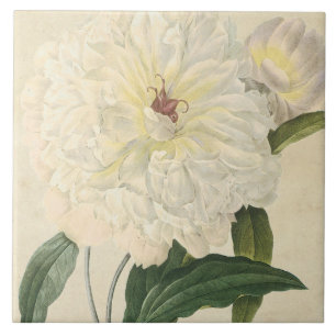 Antike Botanische Weiße Päonie Fliese