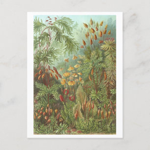 Antike Buchillustration Moose und andere Pflanzen Postkarte