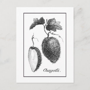 Antike Chayote-Radierkarte Postkarte