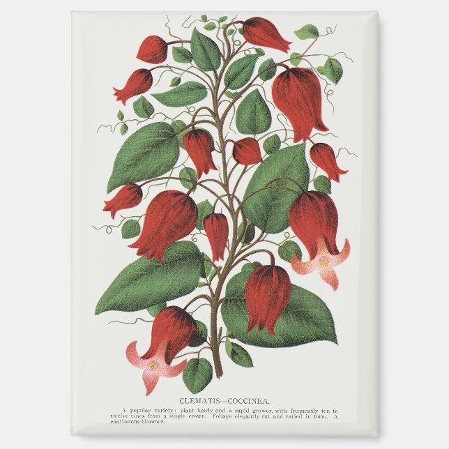Antike Clematis Coccinea Rote Blumenkunst Magnet (Vorderseite)