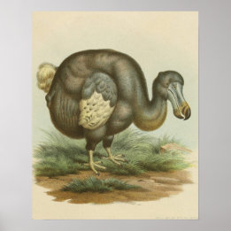 Antike Dodo Bird Naturgeschichte Poster