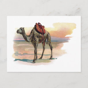 Antike Dromedary Kamel Illustration Postkarte