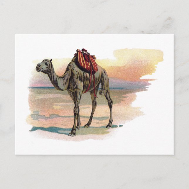 Antike Dromedary Kamel Illustration Postkarte (Vorderseite)
