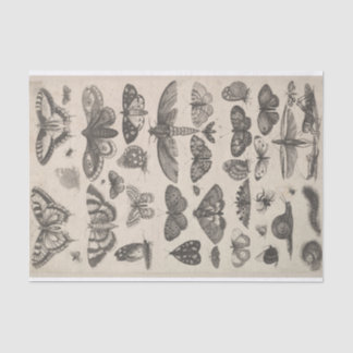 Antike Entomologie Lepidoptera Insekten Decoupage Seidenpapier