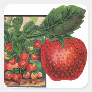 Antike Erdbeeren, Erdbeerpflanzen auf einem Bauern Quadratischer Aufkleber