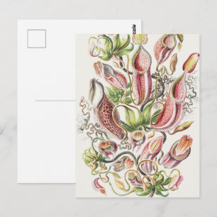 Antike Ernst Haeckel Botanische Kannenpflanze Postkarte