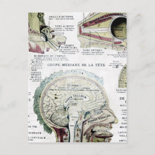 Antike französische Anatomie-Postkarte Postkarte