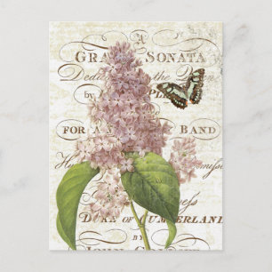 Antike französische botanische Flieder-Postkarte Postkarte