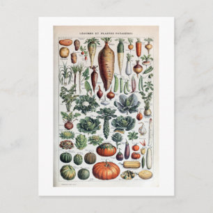 Antike französische Legumes et Plantes Potageres Postkarte