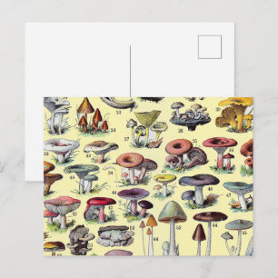 Antike französische Pilz Cottagecore botanische Ku Postkarte