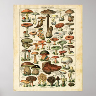 Antike französische Pilze-Chart-Druck. Poster