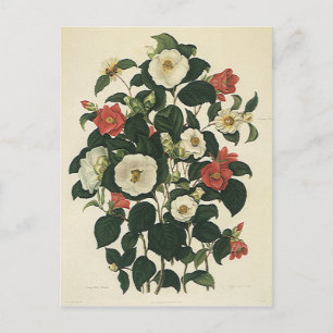 Antike Gartenrosen Blumen im Vintage-Blumenstil Postkarte