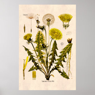 Antike gelbe Löwenzahnblüte aus dem 19. Jahrhunder Poster