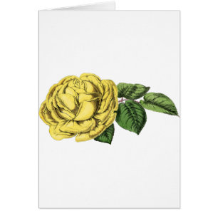 Antike Gelbe Rose