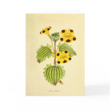 Antike gelbe und rote Blumenillustration